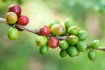 Coffee beans on plant