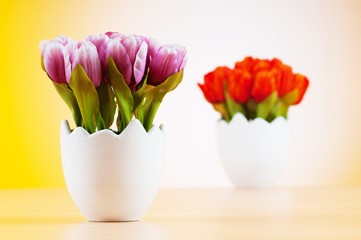 Colorful tulip flowers in the white pot