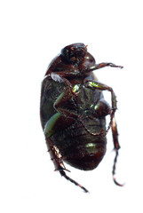 scarab beetle