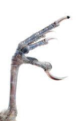 Fototapeta premium bird claw isolated