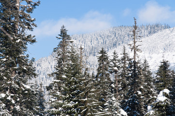 Tops of snow covered trees in the mountains