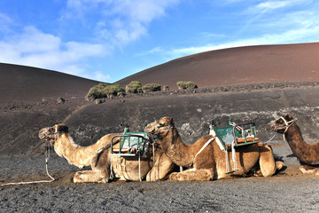 Fototapeta premium camels in the national park in Lanzarote