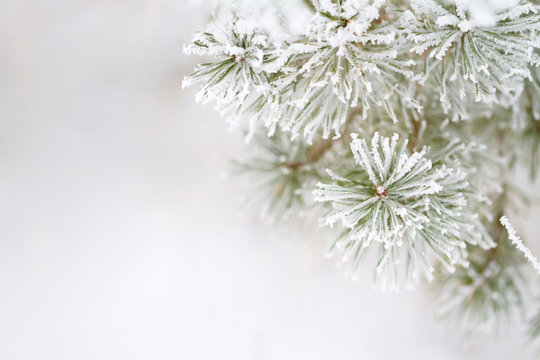 frosty pine tree