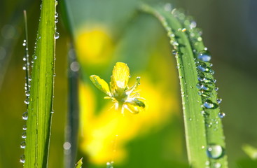 Drops on grass