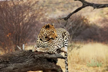 Meubelstickers Leopard © Galyna Andrushko