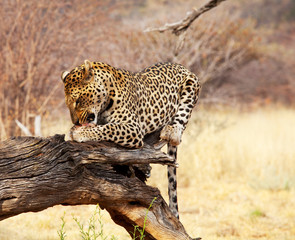 Leopard