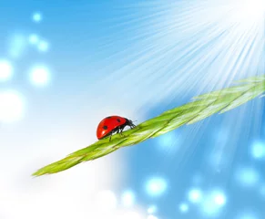 Foto op Plexiglas Lieveheersbeestjes Lieveheersbeestje op gras