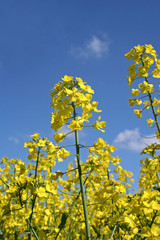 Oil seed rape