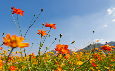 Obraz premium cosmos flower field
