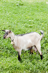goat on meadow