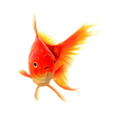 goldfish