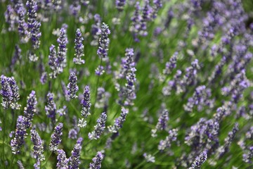 Obraz premium Lavendel Feld