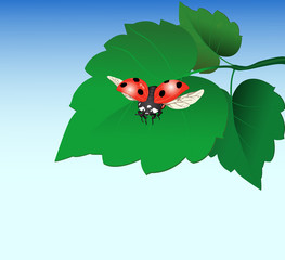 Ladybug and leaf