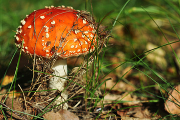 Fliegenpilz