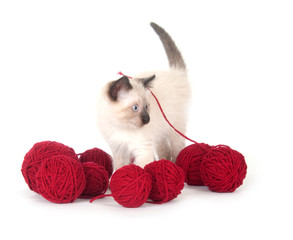 Fototapeta na wymiar Cute kitten and red yarn