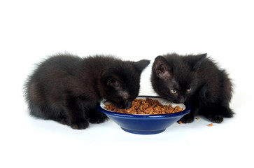 Obraz premium Two black kittens at food bowl