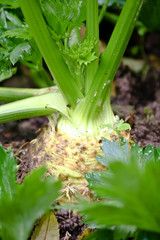 Obraz premium Knollen-Sellerie im Gemüse-Garten