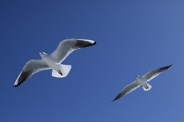 Fototapeta na wymiar Gull dwa ptaki lecą w niebo