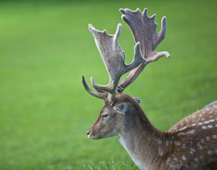 Hirsch mit Geweih
