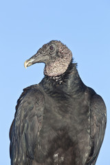 Black Vulture (Coragyps atratus)