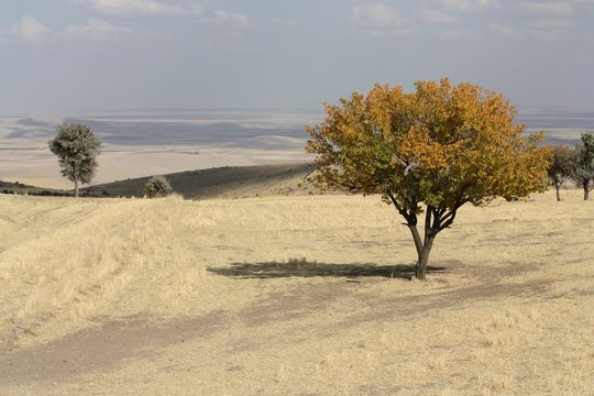 steppe dess&eacute;ch&eacute;e en Turquie