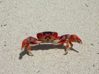 Crabe rouge sur le sable blanc