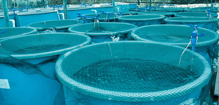 Agriculture aquaculture farm