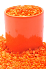 Les lentilles corail