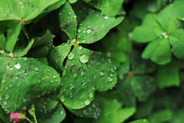 green leaves background with water