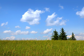 Three pine trees in a meadow