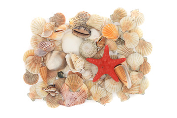 sea shells background