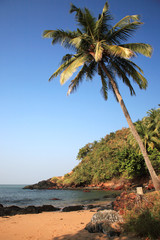 Fototapeta na wymiar Sunlit palm tree over the beach Goa