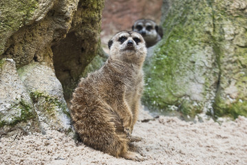 Fototapeta premium Suricata