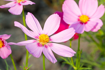 Fototapeta premium Cosmos Flowers
