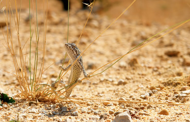 Close-up of Common Chameleon in the wild