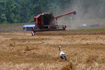 Stork in wheat field