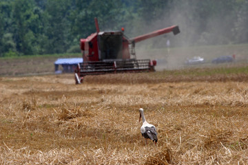 Naklejka na ściany i meble Stork in wheat field