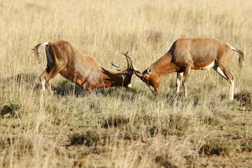 Fighting Bontebok