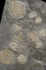 A group of fossilized ammonites.