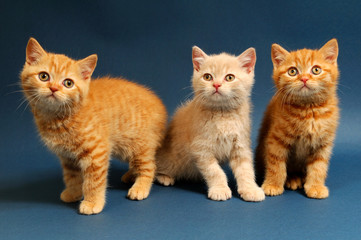 Fototapeta na wymiar Kittens, sitting on blue background