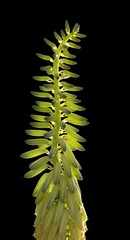 Aloe vera flowers