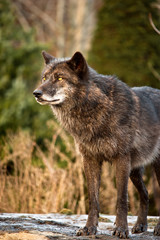 Wachsamer Wolf