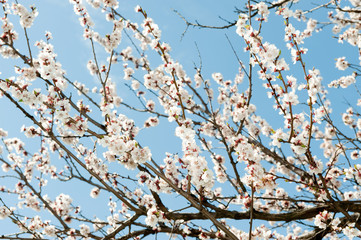Blossoming branches of a tree