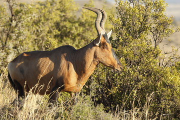 beautiful red Haartebeest standing in the morning sunlight