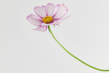 fiower_001