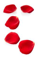 Rose petals isolated on white with clipping path