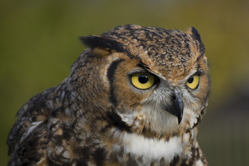 Eagle Owl