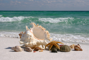 Shells on Florida's White Sand Beach
