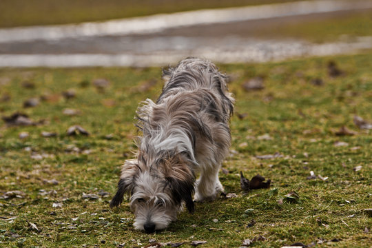 Ein Hund beim Schn&uuml;ffeln - Spurensuche