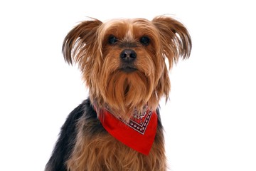 Hund Yorkshire Terrier mit rotem Halstuch